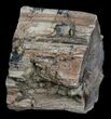 Unpolished Petrified Wood Limb - Blue Forest #6227-1